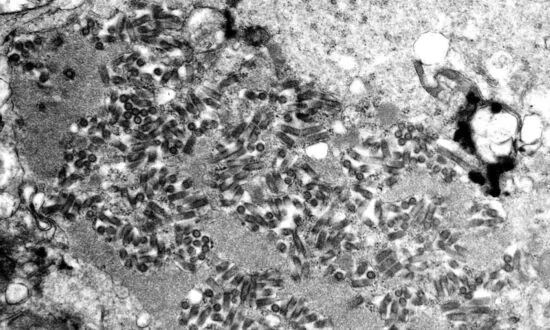 US Had 5 Rabies Deaths Last Year, Highest Total in a Decade