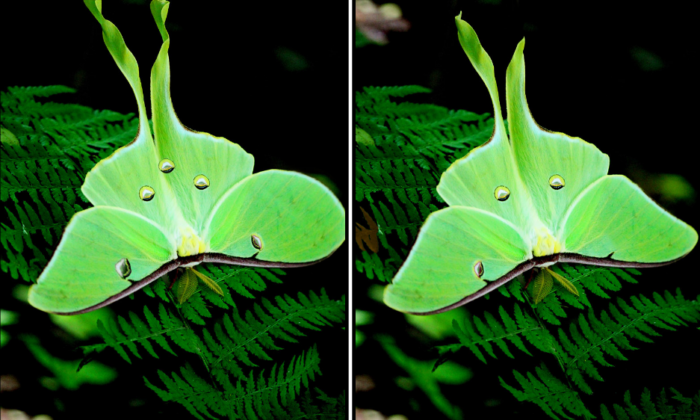 Spot the Difference Daily – Can You Find the 10 Differences?