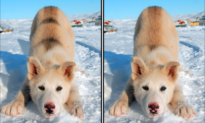 Spot the Difference Daily – Can You Find the 10 Differences?