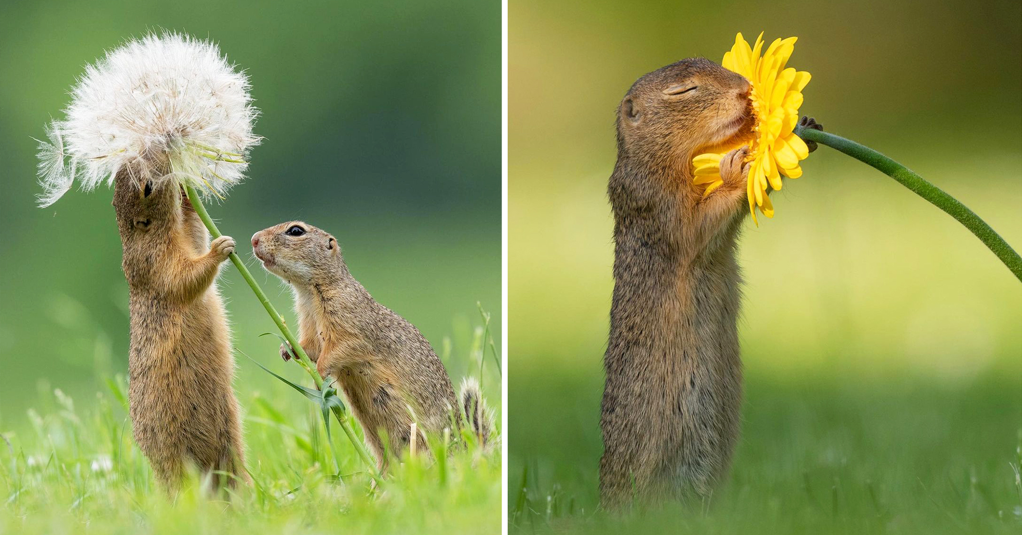 “This also happened in this scene and I was lucky to capture the moment when the ground squirrel was...