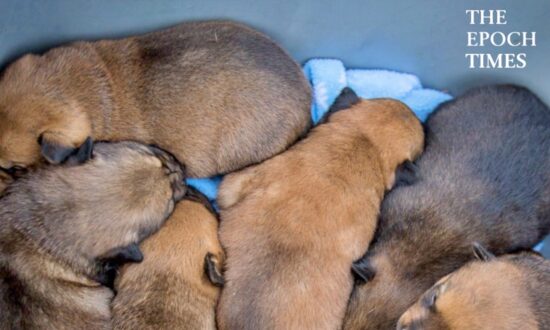 The Rescue of Suki and Her Puppies