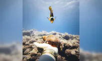 Diver Forms Amazing 2-Year Friendship With Tiny Racoon Butterfly Fish Who Recognizes Her, Swims to Say Hi