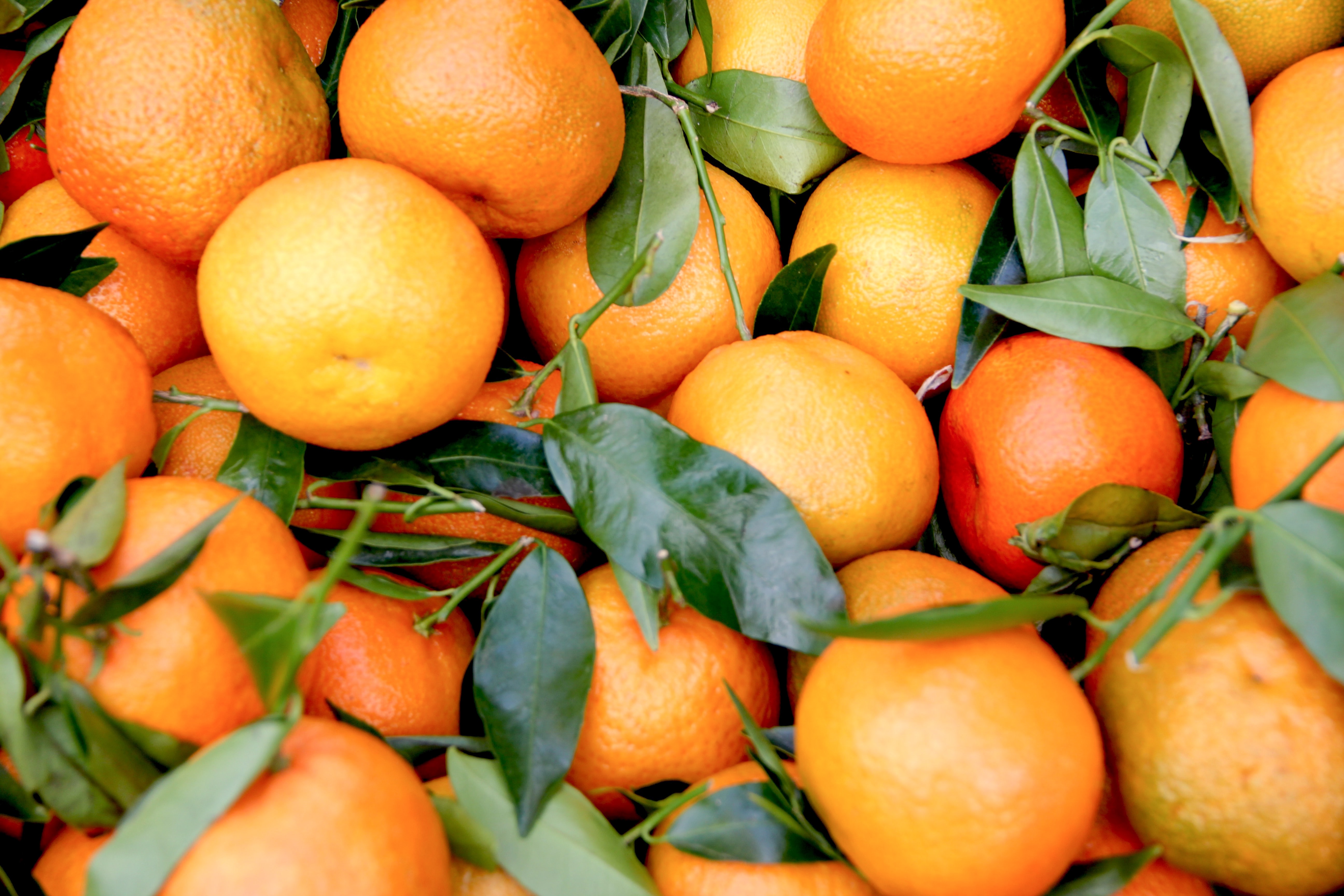Fruit of the Month Clementines