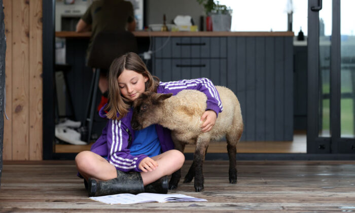 A 10-year-old girl takes a break from online learning to play with her pet lamb at home in Warkworth, Auckland, New Zealand, on Oct. 26, 2021. (Fiona Goodall/Getty Images)
