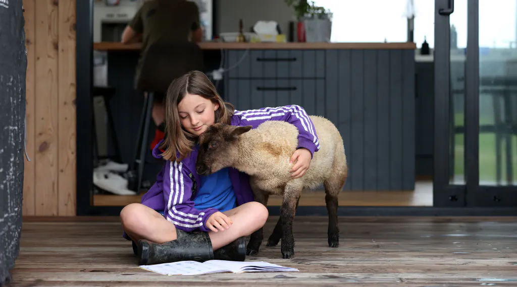 A 10-year-old girl takes a break from online learning to play with her pet lamb at home in Warkworth, Auckland, New Zealand, on Oct. 26, 2021. (Fiona Goodall/Getty Images)