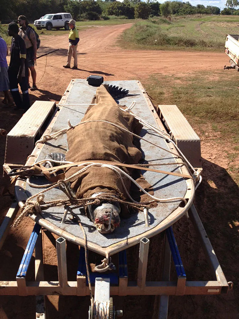 A 4.43 metre estuarine (saltwater) crocodile is seen on a boat trailer following its capture from Daly River in Darwin, Australia on May 2, 2012.l(Photo by Northern Territory Parks and Wildlife Service via Getty Images)