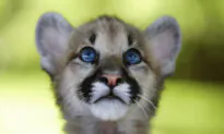Signs of Inbreeding Among SoCal Mountain Lions Raise Extinction Fears