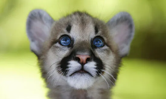 Signs of Inbreeding Among SoCal Mountain Lions Raise Extinction Fears