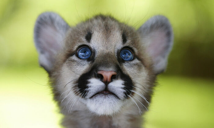 An orphaned 11-month-old cougar cub plays at Six Flags Discovery Kingdom in Vallejo, Calif., on April 26, 2007. (David Paul Morris/Getty Images)