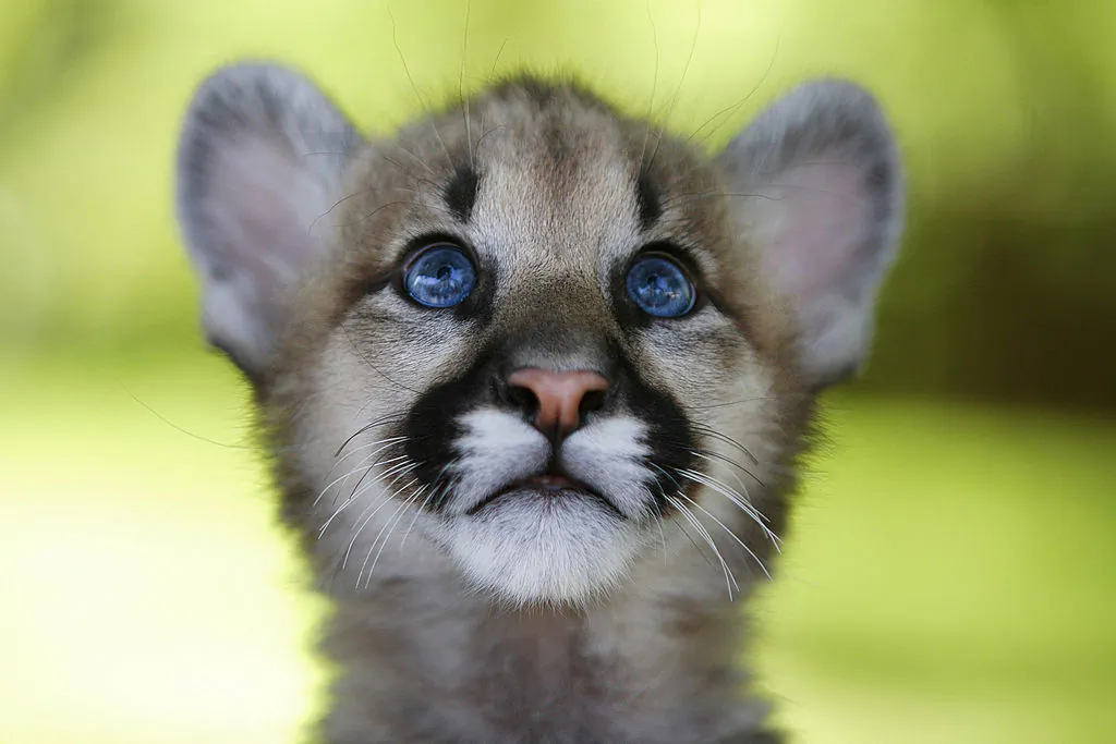 An orphaned 11-month-old cougar cub plays at Six Flags Discovery Kingdom in Vallejo, Calif., on April 26, 2007. (David Paul Morris/Getty Images)