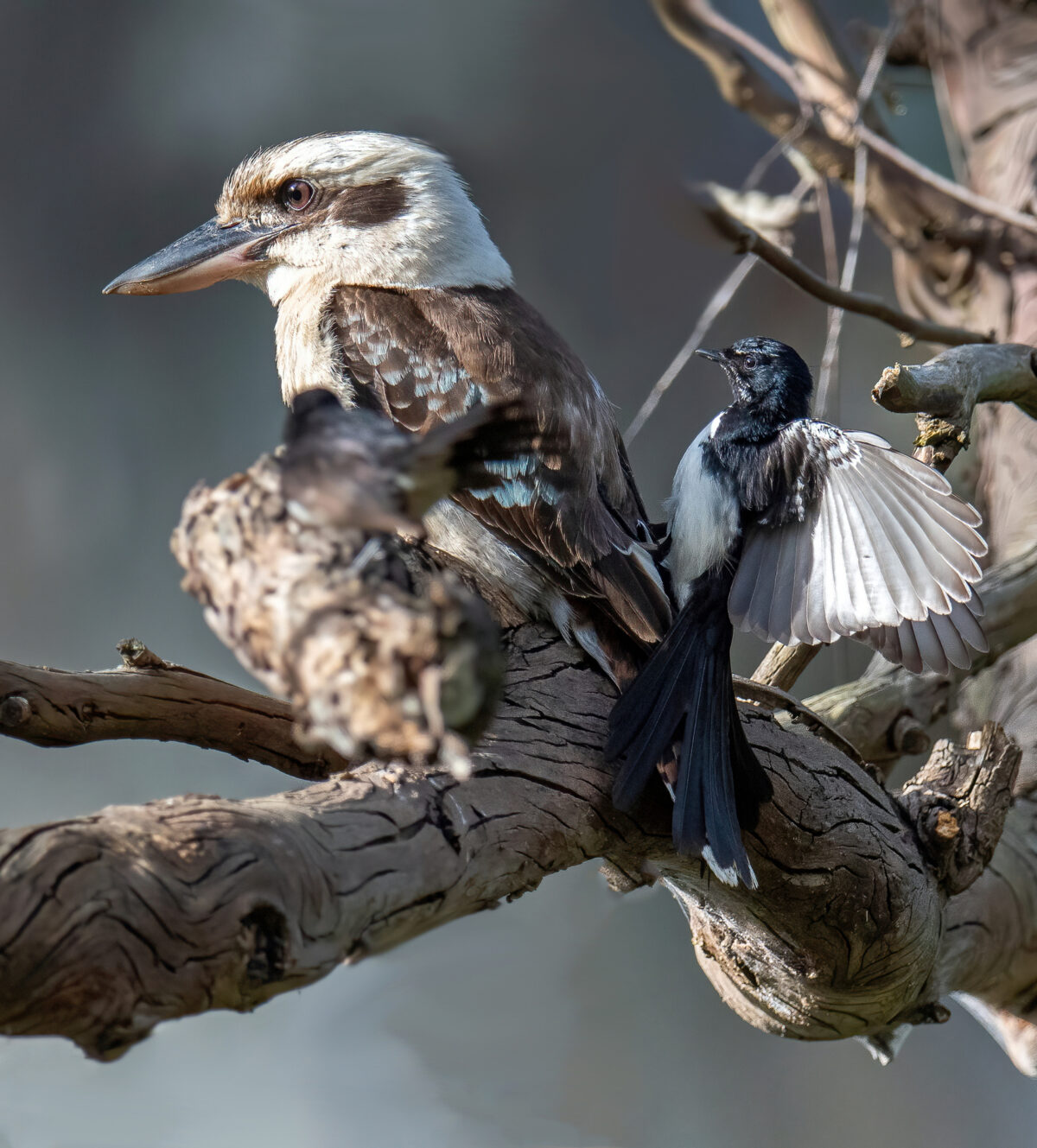 This Laughing Kookaburra Chose the ‘Wrong Tree’ to Land In, and