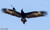 Photographer, 65, Captures Spectacular Scene of Magpie ‘Surfing’ on Wedge-Tailed Eagle