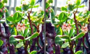 Spot the Difference Daily – Can You Find the 10 Differences?