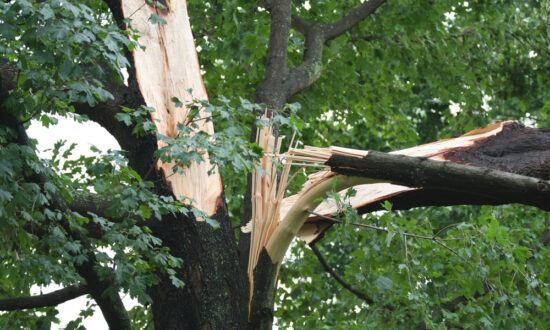 How to Clean Up Storm-Damaged Trees