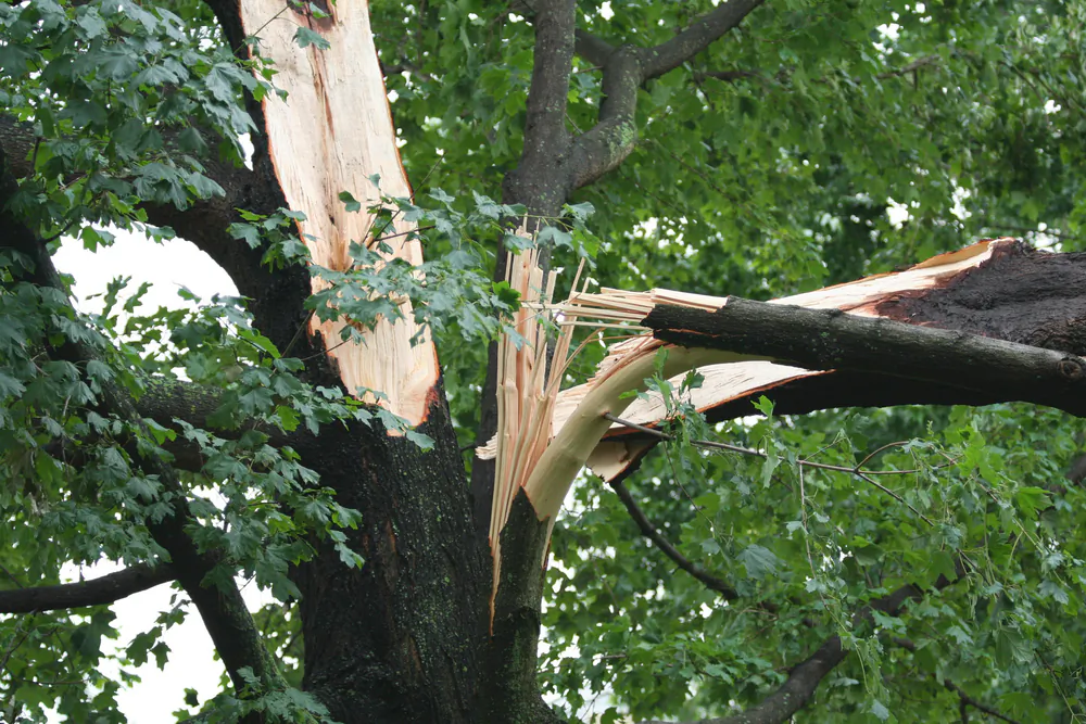 It's natural for many trees to lose a lot of small branches during a storm, but broken large branches can leave large wounds. (Rene Ramos/Shutterstock)