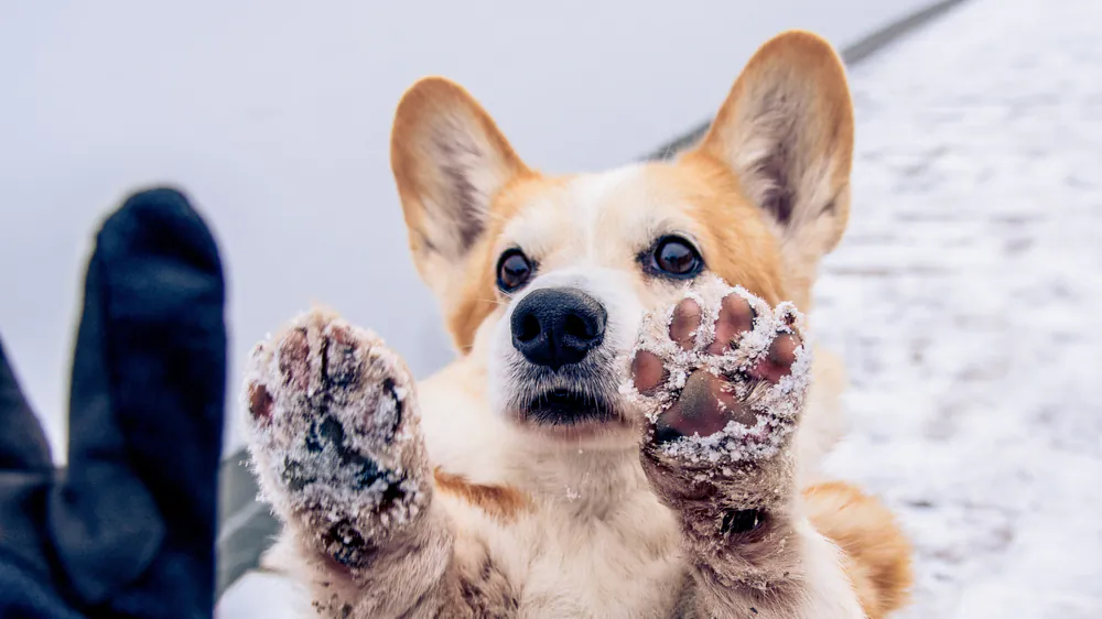 Rinse your dogs' feet when they return from a romp in the snow to remove any salt-based de-icers your neighbors may have used. (Elisabeth Abramova/Shutterstock)