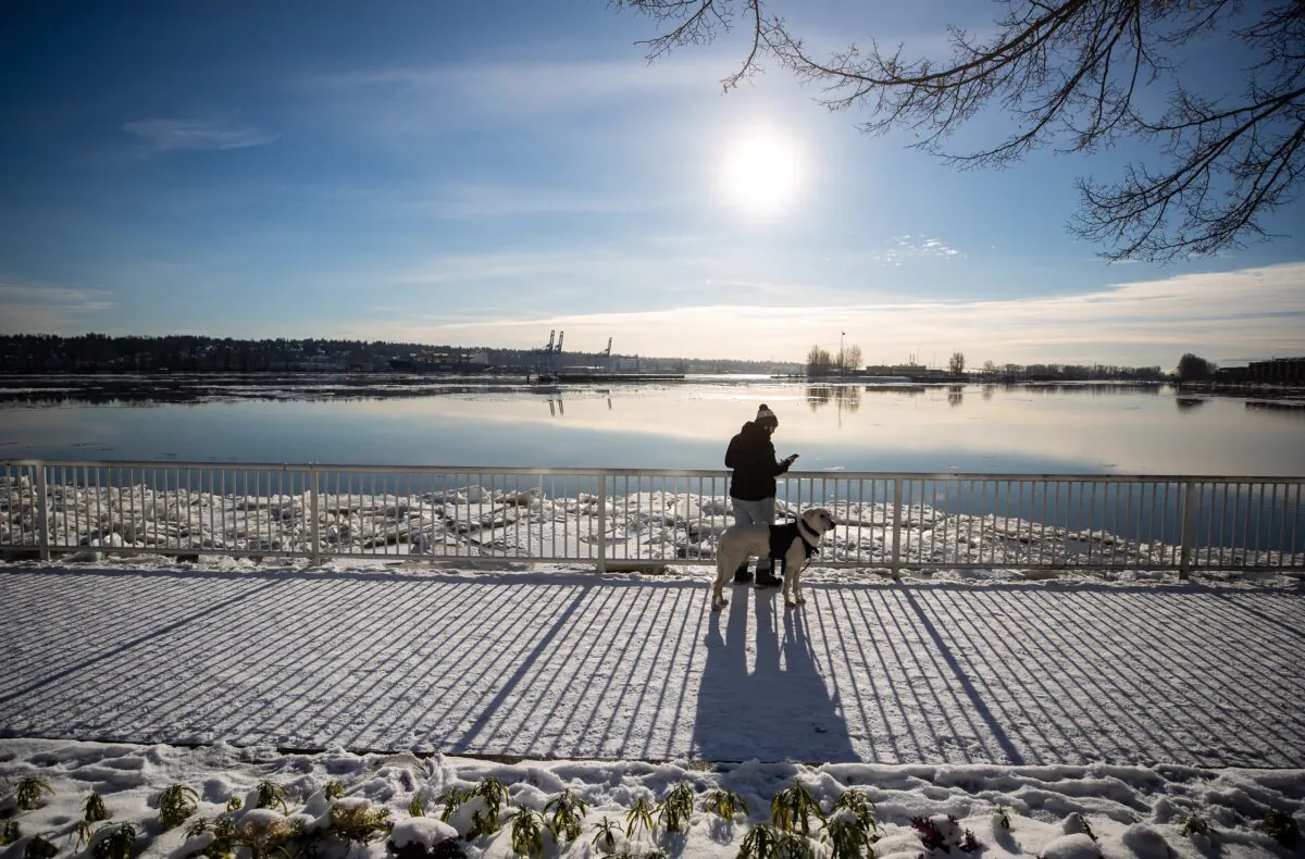 A man checks his phone as ice floes build up on the Fraser River in New Westminster, B.C., on Dec. 28, 2021. (Darryl Dyck/The Canadian Press)