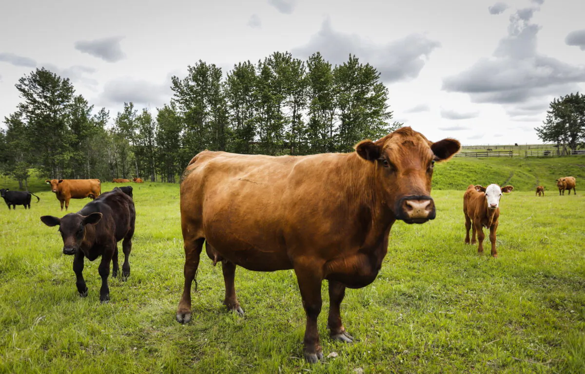 Cows and their calves graze in a pasture on a farm near Cremona, Alta., June 26, 2019. (The Canadian Press/Jeff McIntosh)
