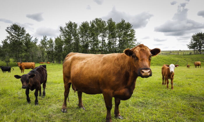 Cows and their calves graze in a pasture on a farm near Cremona, Alta., June 26, 2019. (The Canadian Press/Jeff McIntosh)