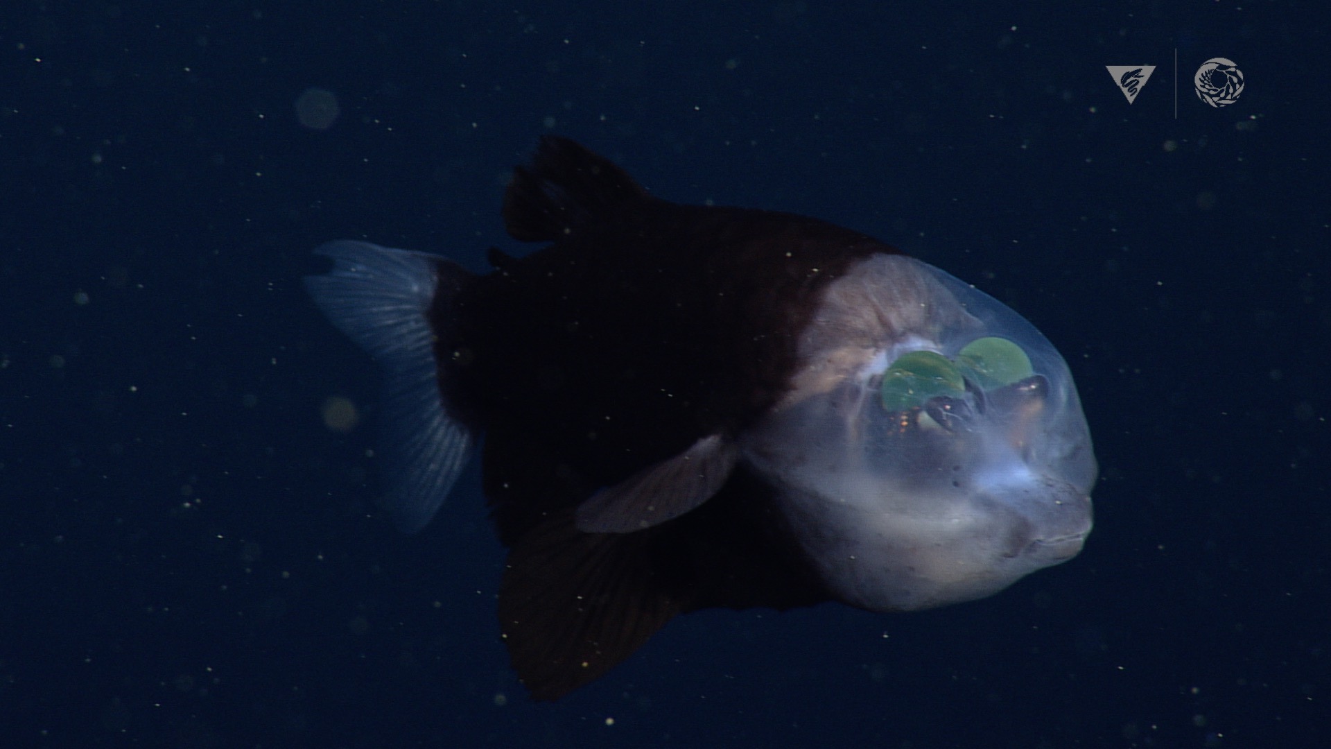 Mysterious Deep-Sea Fish With Glowing Green Eyes Inside Transparent  Forehead Sighted Again by Ocean Researchers