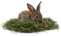 Grass Hay Should Be Freely Available to Pet Rabbit