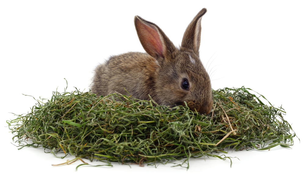Grass hay is rich in protein, vitamins, minerals, and other important nutrients for rabbits. (Oleksandr Lytvynenko/Shutterstock)