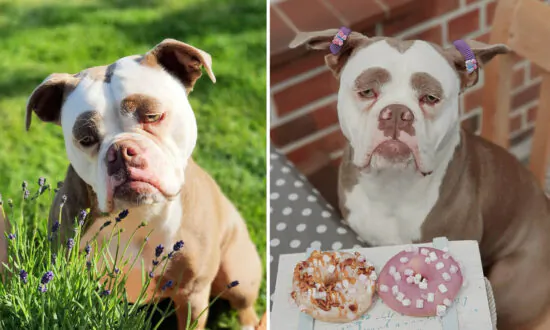 Meet the World’s Saddest Looking Dog to Whom Nothing Seems to Entertain
