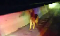 ‘A Real-Life Lassie Story’: Loose Shepherd Dog Leads Police to Truck That Rolled Off Interstate to Save Injured Owner