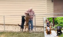 Police Officer’s Dogs Wait Patiently by Fence Every Day to Greet Their Elderly Neighbor
