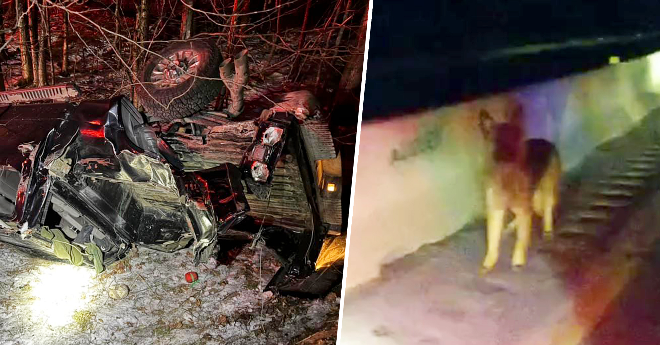 'A Real-Life Lassie Story': Loose Shepherd Dog Leads Police to Truck That Rolled Off Interstate to Save Injured Owner - Vimarsana News