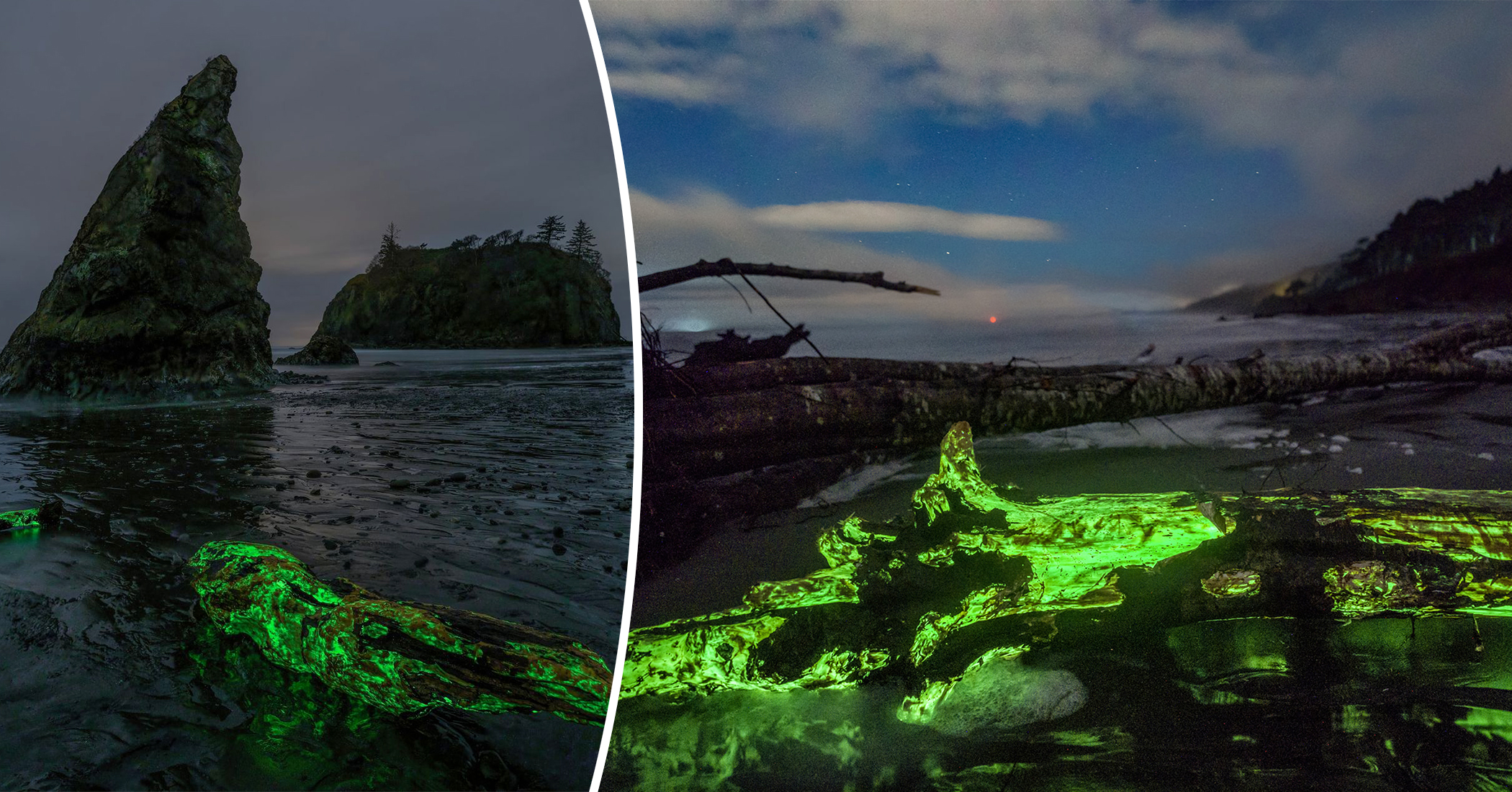 Incredible Photos Show Bioluminescent Fungus Illuminating Driftwood During Lunar Eclipse - Vimarsana News