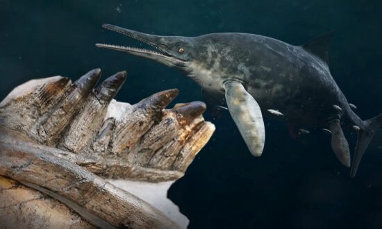 Fossil Hunters Unearth Enormous Jaws and Teeth of 180-Million-Year-Old Predatory Sea Reptile: The Ichthyosaur