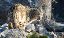 Book Review: ‘The Art of Patience: Seeking the Snow Leopard in Tibet’