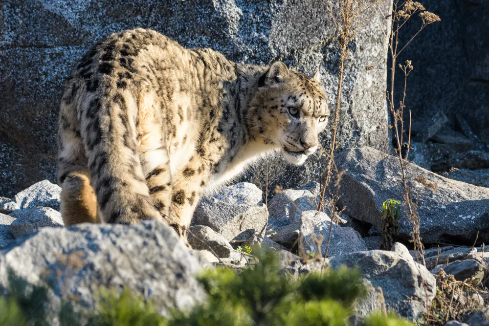 The snow leopard blends deftly against the high rocks where it prefers to roam. (Thorsten Spoerlein/Shutterstock)