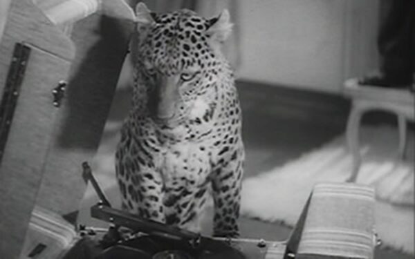 leopard listening to music