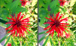 Spot the Difference Daily – Can You Find the 10 Differences?