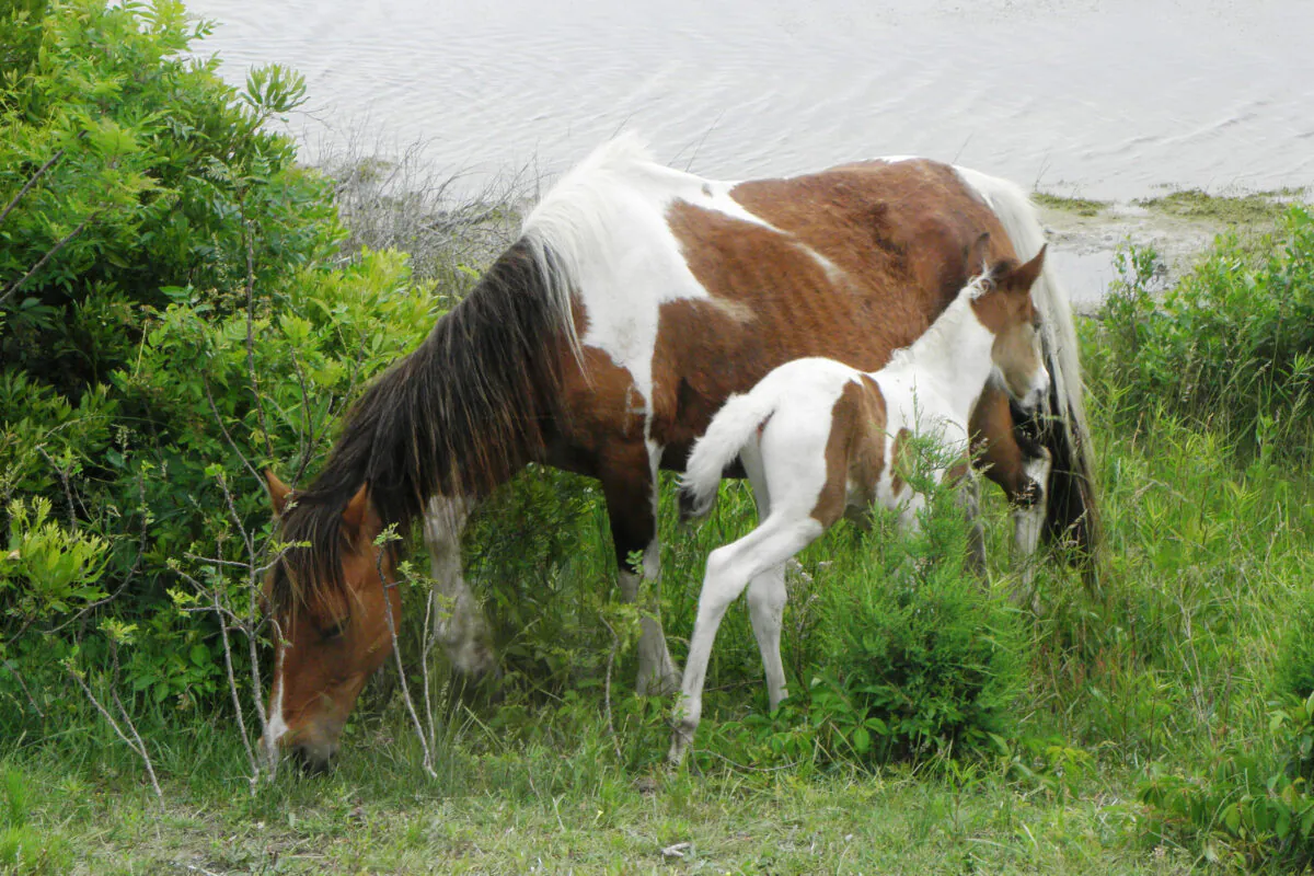 A horse and her foal graze on Chincoteague Island, Virginia. (Victor Block)