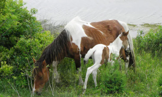 Ponies, Oysters, and Birds on Chincoteague Island