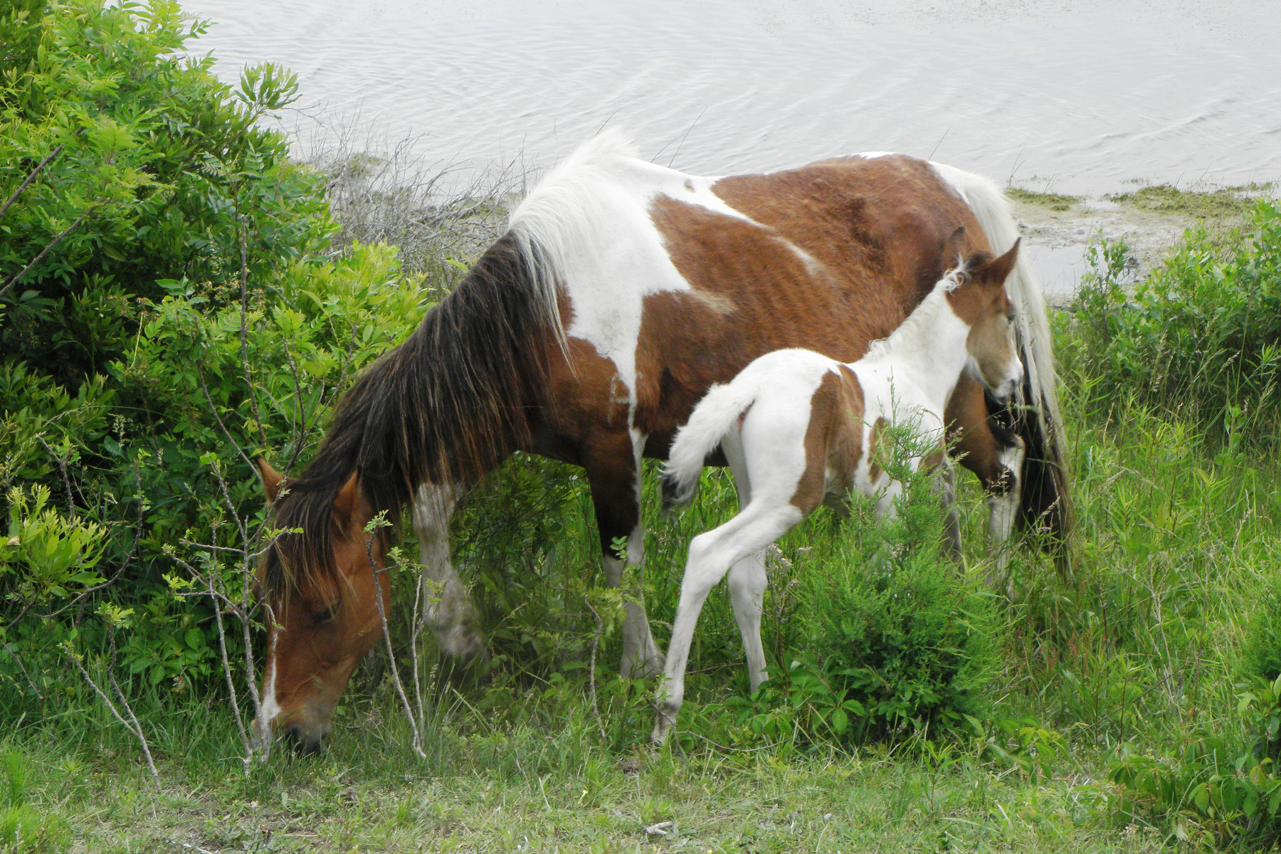 Ponies, Oysters, and Birds on Chincoteague Island - Vimarsana News