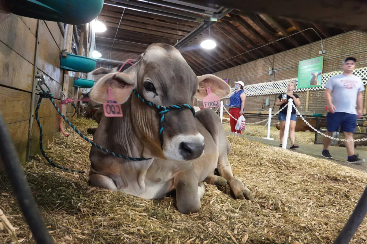 People walk through the dairy cattle barn at the Iowa State Fair in Des Moines, Iowa, on Aug. 20, 2021. (Scott Olson/Getty Images)