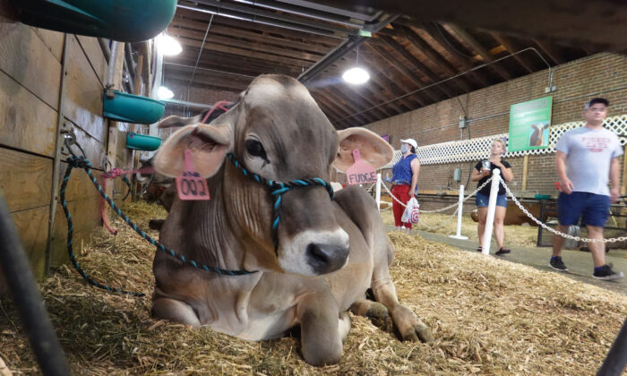People walk through the dairy cattle barn at the Iowa State Fair in Des Moines, Iowa, on Aug. 20, 2021. (Scott Olson/Getty Images)