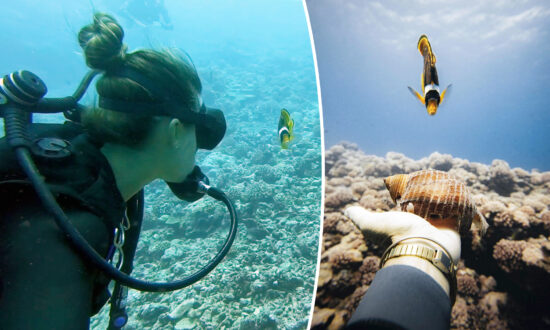 Diver Forms Amazing 2-Year Friendship With Tiny Racoon Butterfly Fish Who Recognizes Her, Swims to Say Hi