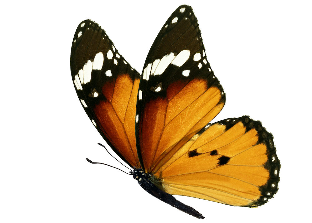 Freeing Your Mind to Improve Your Actions