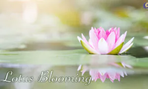 Chinese Lute Captures the Grace of the Blooming Lotus Flower | Musical Moments