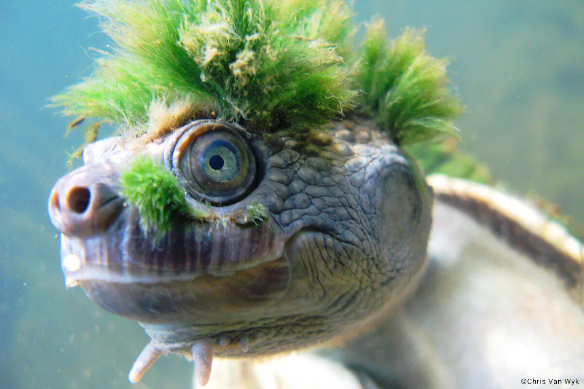 Floods came through before the eggs of the butt-breathing turtle species were hatched. (Chris Van Wyk/Supplied)