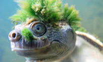 Floods Hit Habitat of Bottom-Breathing Turtles