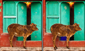 Spot the Difference Daily