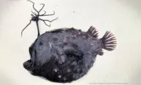 Lifeguard Finds Alien-Like Football-Sized Fish With Razor-Sharp Teeth and Strange Head Stalk Washed Up on Beach