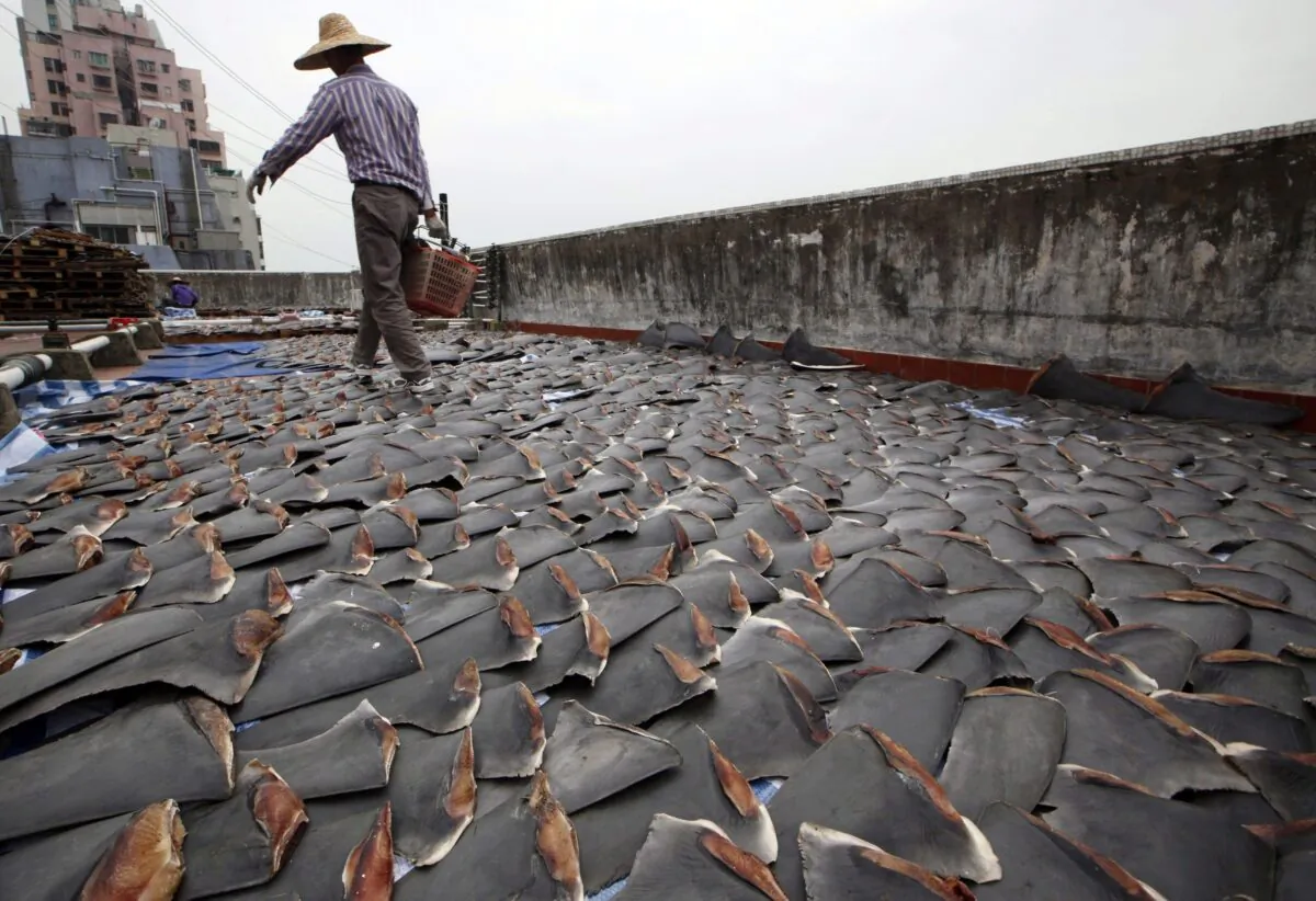 In this Jan. 3, 2013 file photo, a worker collects pieces of shark fins dried on the rooftop of a factory building in Hong Kong. (AP Photo/Kin Cheung)