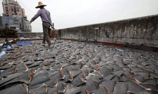 BC Company Fined $75,000 for Importing Fins of Protected Sharks